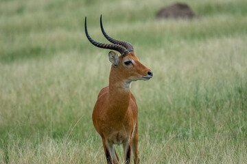 Beautiful impala front portrait looking to the side in a national park in Uganda, Africa