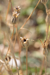 Dry seed heads of corn cockle (Agrostemma githago).
