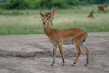 Naklejka na ściany i meble Beautiful impala portrait looking straight ahead in a national park in Uganda, Africa
