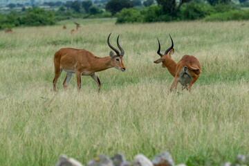 Beautiful portrait of two impalas after facing each other, the loser runs away in a national park in Uganda, Africa