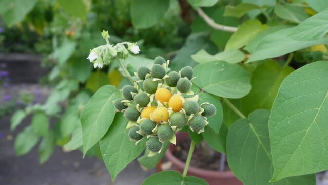 Dwarf tamarillo (Solanum abutiloides) - UHD
