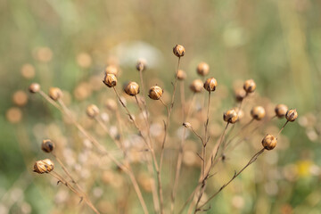 Dry seed capsules of flax (Genus Linum).