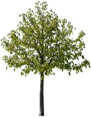 Junger freistehender Kastanienbaum mit grünen Blättern