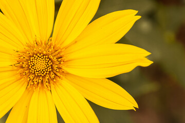 Yellow flower