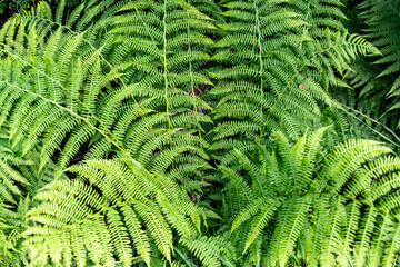 &Uuml;ppige Vegetation im Husadalen bei Kinsarvik, Norwegen