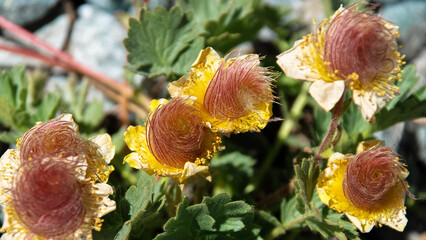 Geum reptans (creeping avens), Ecrins, France