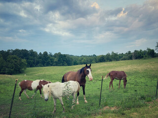 Horses in pasture