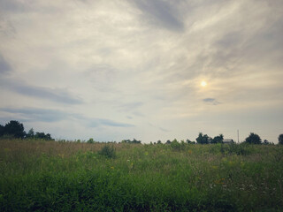 Quiet pasture