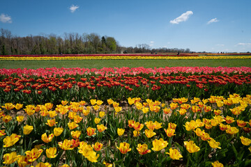 Beautiful Field of tulips