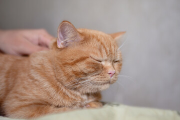 Sleeping ginger kitten likes being pets by male hand. Purebed british shorthaired cat.