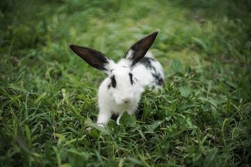 rabbit playing on the grass