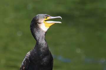 Great cormorant bird
