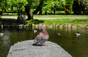 A rock dove against a backdrop of water and greenery, the common pigeon is a member of the bird family Columbidae.