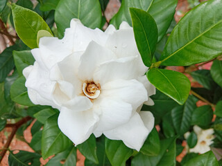 Cape jasmine or gardenia jasminoides, commonly known as gardenia, is an evergreen flowering plant in the coffee family Rubiaceae. It is native to parts of South-East Asia.