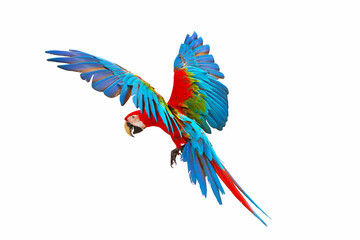 Fototapeta premium Colorful green wing macaw flying isolated on white background.