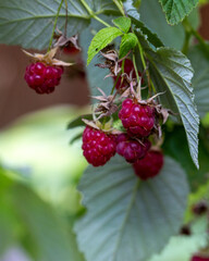 Ripe raspberries on a branch in a summer garden. Healthy plant foods rich in vitamins and antioxidants.