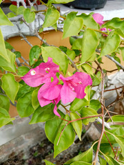 Obraz na płótnie Canvas Bougainvillea flowers. Beautiful blooming pink bougainvillea flower in a pot.