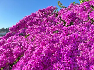 Obraz premium Bougainvillea purple pink flowers beautiful lush bush. Bougainvillea spectabilis flowering shrub against blue sky.