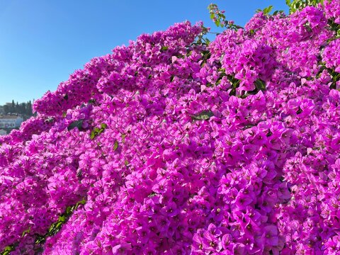 Bougainvillea purple pink flowers beautiful lush bush. Bougainvillea spectabilis flowering shrub against blue sky.