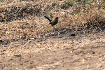 A Black Redstart on the dry grass of the Velavadar National Park in Gujarat.