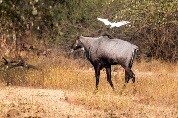 A Nilgai aka Indian antelope with a flying egret in the forests of the Velavadar National Park in Gujarat.