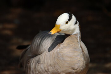 Portrait of a duck