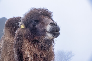 portrait of a camel