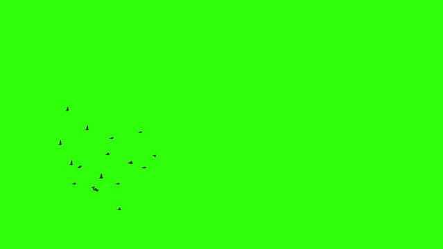 Flock of sparrows. Set of 9 clips. Green screen. Isolated flying birds. 23,98 fps