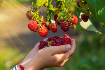 A child harvests raspberries in the garden. Selective focus.