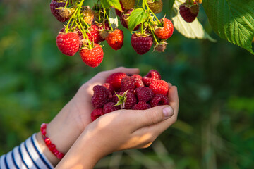 A child harvests raspberries in the garden. Selective focus.