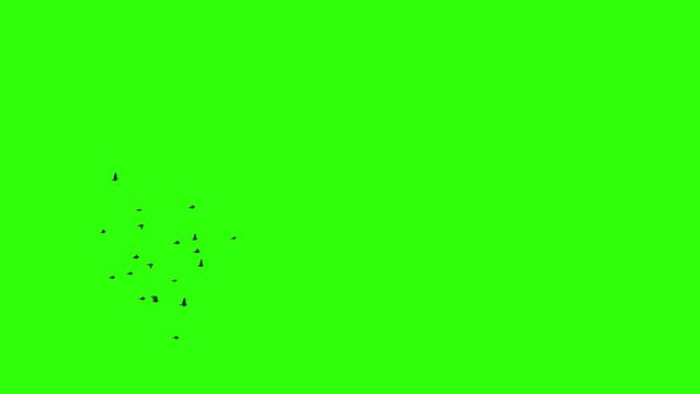 Flock of sparrows. Set of 9 clips. Green screen. Isolated flying birds. 59,94 fps
