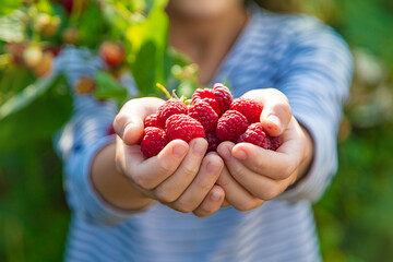 A child harvests raspberries in the garden. Selective focus.