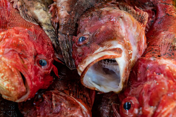 Cabracho, Scorpaena scrofa, Paté de Cabracho