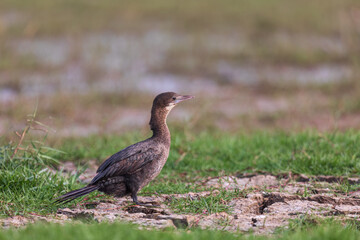 Obraz na płótnie Canvas Little cormorant (Microcarbo niger) at Manglajodi, Odisha, India.