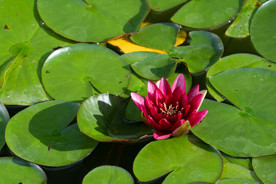 pink cultivar of Nymphaea alba, white waterlily, European white water lily or white nenuphar