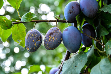 The group of the plums began to rot on the branch.