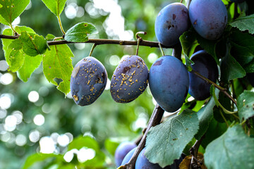 The group of the plums began to rot on the branch.