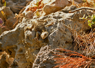 Large lizard basking on a stone