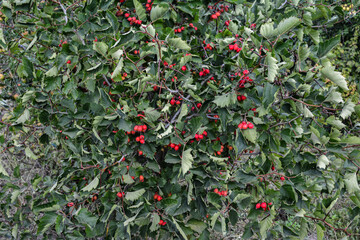 Hawthorn on the trees
