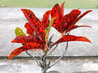 Closeup of a colorful Croton Plant. Croton plant or codiaeum variegatum.  © Mita As