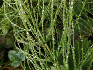 Water drops on the horsetail