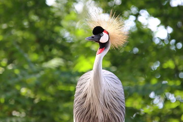Fototapeta premium Grey crowned crane