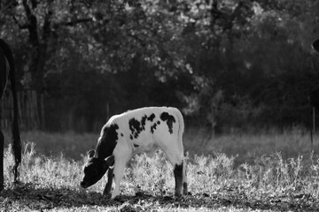 Spotted beef calf grazing in Texas farm field in black and white.