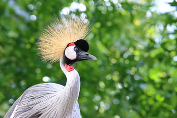 Grey crowned crane