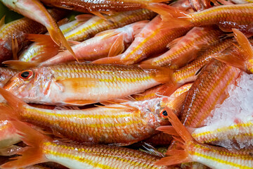 Salmonete de roca fresco
