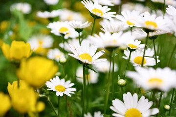 ん～～と……なんて花だっけｗ