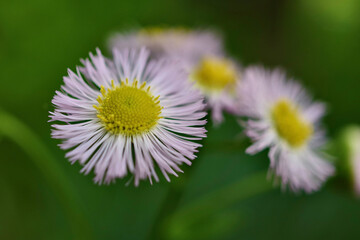 多分ハルジオン