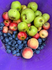 Close up of organic fruit, the apples, damson plums and peach crisp and ripe freshly picked from organic country garden orchard in Summer with purple background harvest bag flat lay view