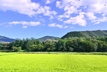 田舎道を通ってる時に立ち止まって撮った一枚