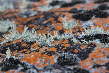 Orange and green lichens growing on the rock